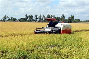 Mekong Delta paddy prices drop slightly