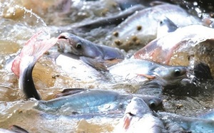US cuts anti-dumping taxes on Vietnamese catfish products
