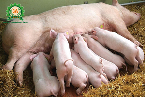 Viet Nam imports pigs from Thailand