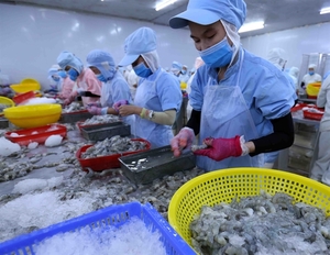 Australia to impose new regulations on prawn imports