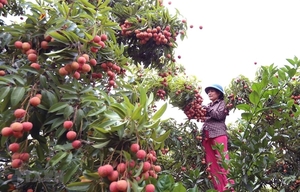 Lychee production hubs seek to boost consumption