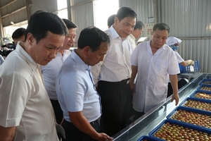 Hai Duong exports first batches of lychee to Singapore, US, Australia