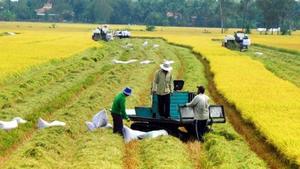 Rice prices rising as Viet Nam prepares to resume exports
