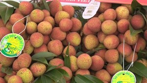 Hai Duong exports first lychees to Japan