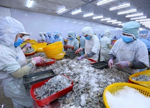 Shrimp exports to Canada rise steadily