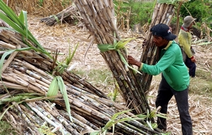 Viet Nam initiates anti-dumping investigation on corn syrup