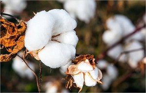 India looks to boost cotton exports to Viet Nam