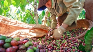 Viet Nam's coffee exports up in H1