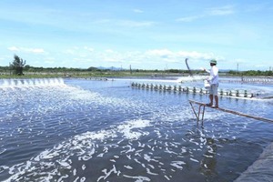 Viet Nam shrimp exports to surge as demand increases