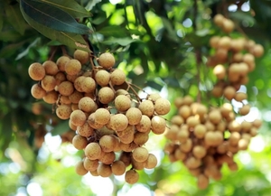 Dozens of tonnes of Vietnamese longan enter Australia over past few weeks