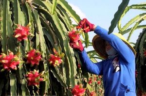 US to send officials to quarantine fruits for export