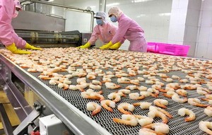 VN shrimp exports to US expected to increase by 20 per cent