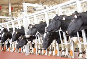 TH Group rolls out largest dairy cow project in Central Highlands