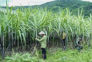 Viet Nam initiates anti-dumping investigation on sugar imported from Thailand