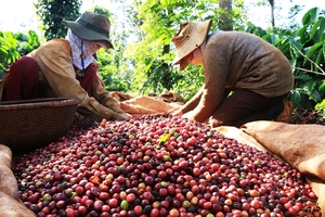 Viet Nam becomes Japan’s biggest coffee supplier
