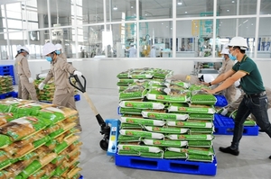 Vietnamese rice takes bite out of global market