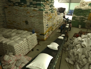 Total of 205 traders allowed to export rice