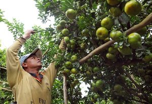 Mekong Delta farmers fret as fruit prices slump