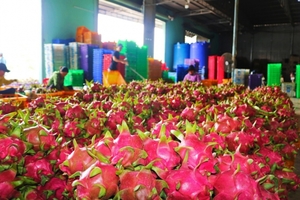 Binh Thuan enhances dragon fruit exports