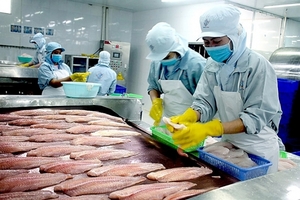 Basa fish industry in the Mekong Delta hit hard by social distancing