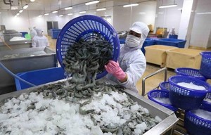 Shrimp farming gradually recovers in the Mekong Delta, exports remain robust