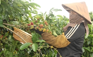 Tay Nguyen region eyes sustainable coffee cultivation, higher export value