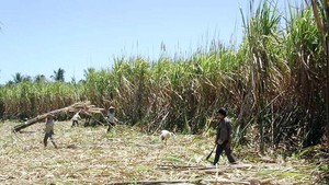 Sugarcane sector eyes prosperous year