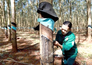 Vietnam Rubber Group posts rising revenue and profit in 2020