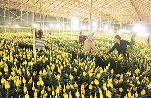 Flower growers look to online sales amid COVID-19 resurgence