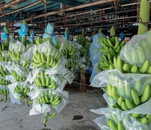 SBT exports South American bananas to South Korea