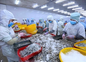Viet Nam to be among world’s main shrimp producer