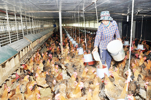 Animal feed prices rise sharply, farmers hit hard