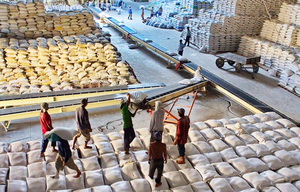 Viet Nam ships 638,000 tonnes of rice abroad in Jan-Feb