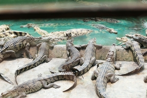 HCM City crocodile farming in a deep slump