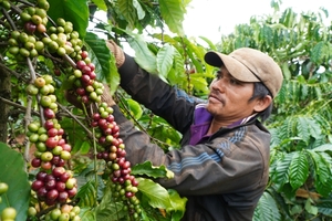 Japanese beverage firm helps coffee growers in VN