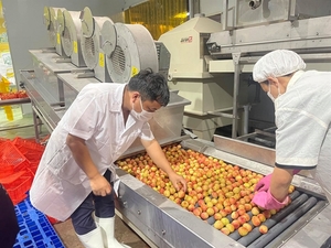 20,000 tonnes of lychee exported to Japan