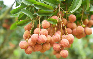 Vietnamese lychees confident of winning over consumers in Netherlands