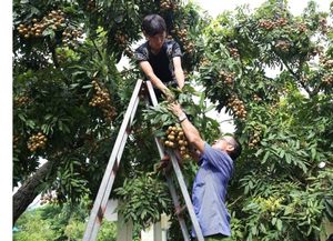 Conference to promote Hung Yen’s farm produce