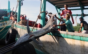 Viet Nam could lose US$480 million per year due to illegal fishing