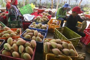Viet Nam’s farm produce exports to Australia surge