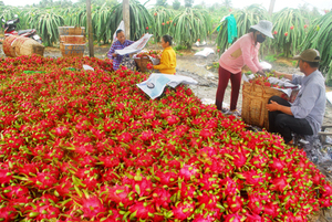 Dragon fruit farmers count their losses as China exports fall to a trickle