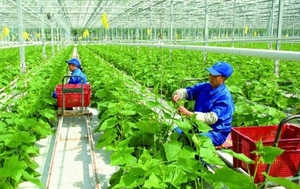Digital transformation way out for agricultural sector amid difficulties