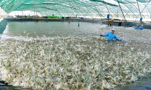 Viet Nam plans modern and sustainable fisheries industry
