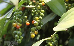Viet Nam’s pepper exports forecast for growth this year