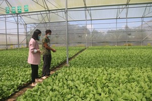 Ba Ria - Vung Tau Province keen on developing high-tech agriculture