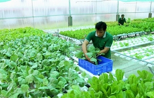 VN seeks ways to increase export of organic farm produce