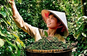 Viet Nam remains world’s biggest pepper producer, exporter: int’l conference