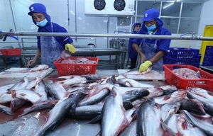 China expected to remain largest export market for Vietnamese pangasius in 2022