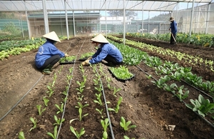 Organic farming key to healthy value chains