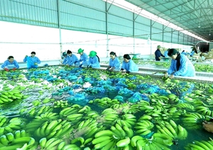 Protocol opens new opportunities to expand banana exports to China